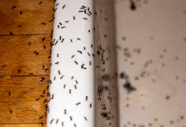 Best Pest Removal Services  in Duncannon, PA
