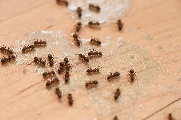 Best Commercial Pest Control Services  in Duncannon, PA